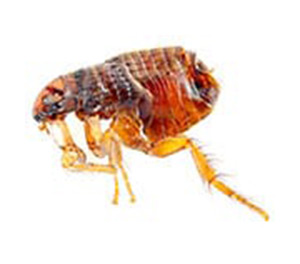 pest-Flea