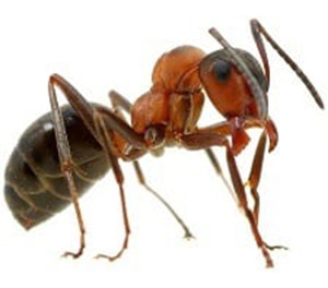 pest-ants