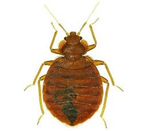 pest-bed-bug