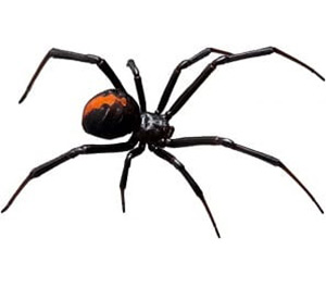 pest-blackwidow-spider