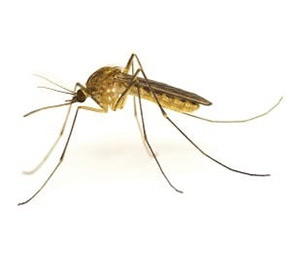 pest-mosquito