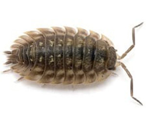 pest-sow_bug