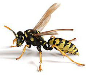 pest-wasps